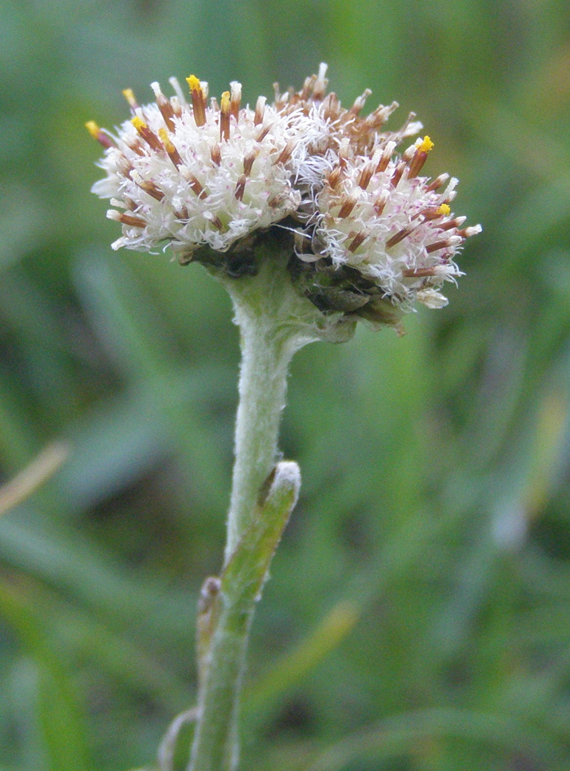 Antennaria carpatica e Antennaria dioica